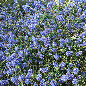 Ceanothus 'Tilden Park' - Californian Lilac, Ceanothus