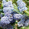 Ceanothus Arboreus - Trewithen Blue