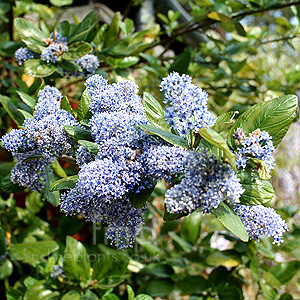 Ceanothus Arboreus 'Trewithen Blue' - Californian Lilac