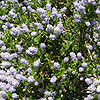 Ceanothus - Victoria