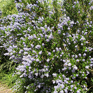 Ceanothus 'Victoria' - Ceanothus