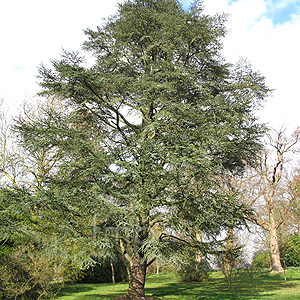 Cedrus Atlantica