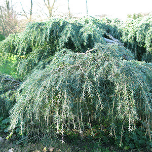 Cedrus Deodara 'Feelin Blue'