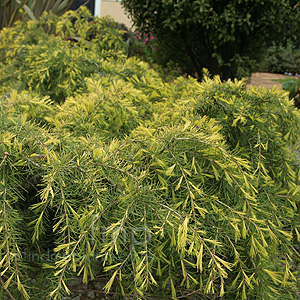 Cedrus Deodara 'Golden Horizon'