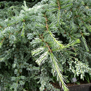 Cedrus Libani 'Glauca'