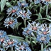Centaurea Montana