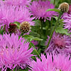 Centaurea Hypoleuca - John Coutts