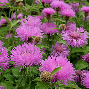 Centaurea Hypoleuca 'John Coutts' - Cornflower, Centaurea