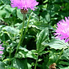 Centaurea Hypoleuca - John Coutts