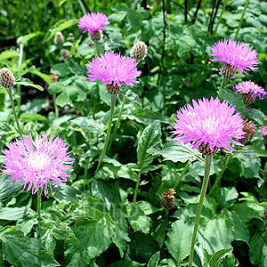 Centaurea Hypoleuca - Knapweed
