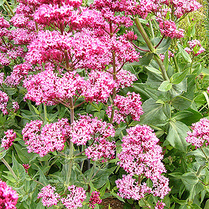 Centranthus Ruber - Valerian, Centranthus