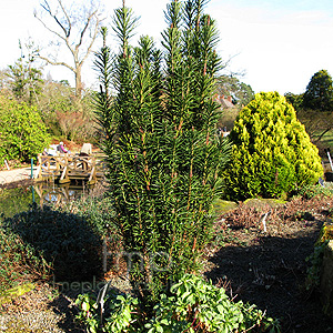 Cephalotaxus Harringtonii 'Fastigiata'