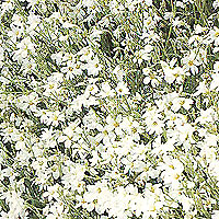 Cerastium Tomentosum