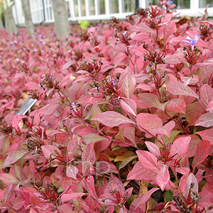 Ceratostigma Plumnaginoides - Hardy Plumbago, Ceratostigma