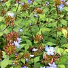 Ceratostigma Willmottianum - Forest Blue