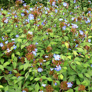 Ceratostigma Willmottianum 'Forest Blue' - Plumbago, Ceratostigma