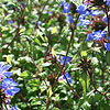 Ceratostigma Willmottianum