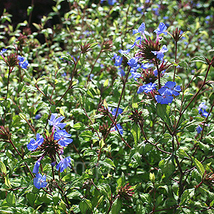 Ceratostigma Willmottianum - Chinese Plumbago, Ceratostigma