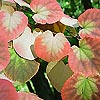 Cercidiphyllum Japonicum