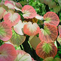 Cercidiphyllum Japonicum - Katsura Tree