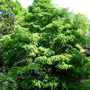 Cercidiphyllum Japonicum miquelianum