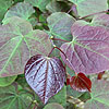Cercis Canadensis - Forest Pansy