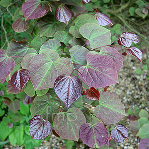 Cercis Canadensis Forest Pansy - Cercis, Eastern Red Bud
