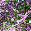 Cercis Siliquastrum