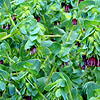 Cerinthe Major - Purpurascens