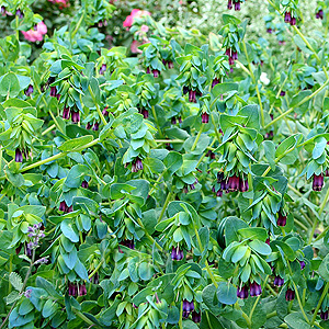 Cerinthe Major Purpurascens - Honeywort