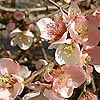 Chaenomeles Speciosa - Tokyo Nishiki