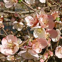 Chaenomeles Speciosa 'Tokyo Nishiki' - Japanese Quince