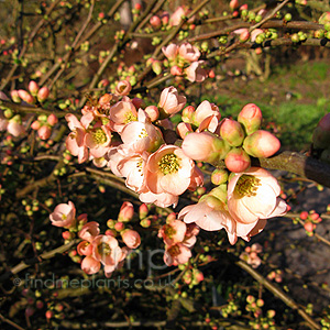 Chaenomeles X Superba 'Coral Sea'