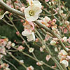 Chaenomeles Speciosa - Moerloosei