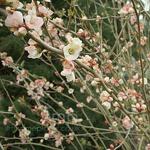 Chaenomeles Speciosa 'Moerloosei' - Japanese Quince