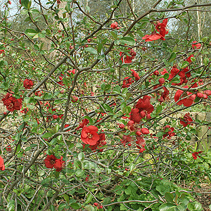 Chaenomeles X Superba 'Nicoline'