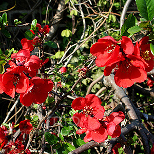 Chaenomeles X Superba 'Rowallane' - Flowering Quince, Chaenomeles