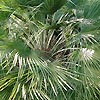 Chamaerops Humilis - arbrorescens