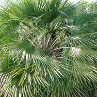 Chamaerops Humilis arbrorescens - Dwarf Fan Palm, Chamaerops