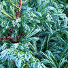 Chamaecyparis Pisifera - Boulevard