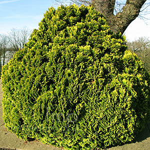 Chamaecyparis Lawsoniana 'Minima Aurea'