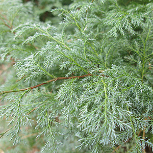 Chamaecyparis Pisifera 'Squarrosa Sulphurea'