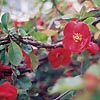 Chaenomeles X Superba - Knap Hill Scarlet