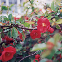 Chaenomeles X Superba 'Knap Hill Scarlet' - Japanese Quince