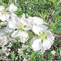 Chaenomeles Speciosa 'Jet Trail' - Japanese Quince