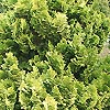 Chamaecyparis Obtusa - Nana Lutea