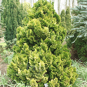 Chamaecyparis Obtusa 'Nana Lutea'