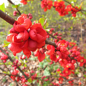 Chaenomeles 'Clementine' - Chaenomeles, Japonica