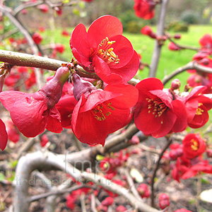 Chaenomeles 'Fire Dance'