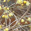 Chimonanthus Praecox - Concolor